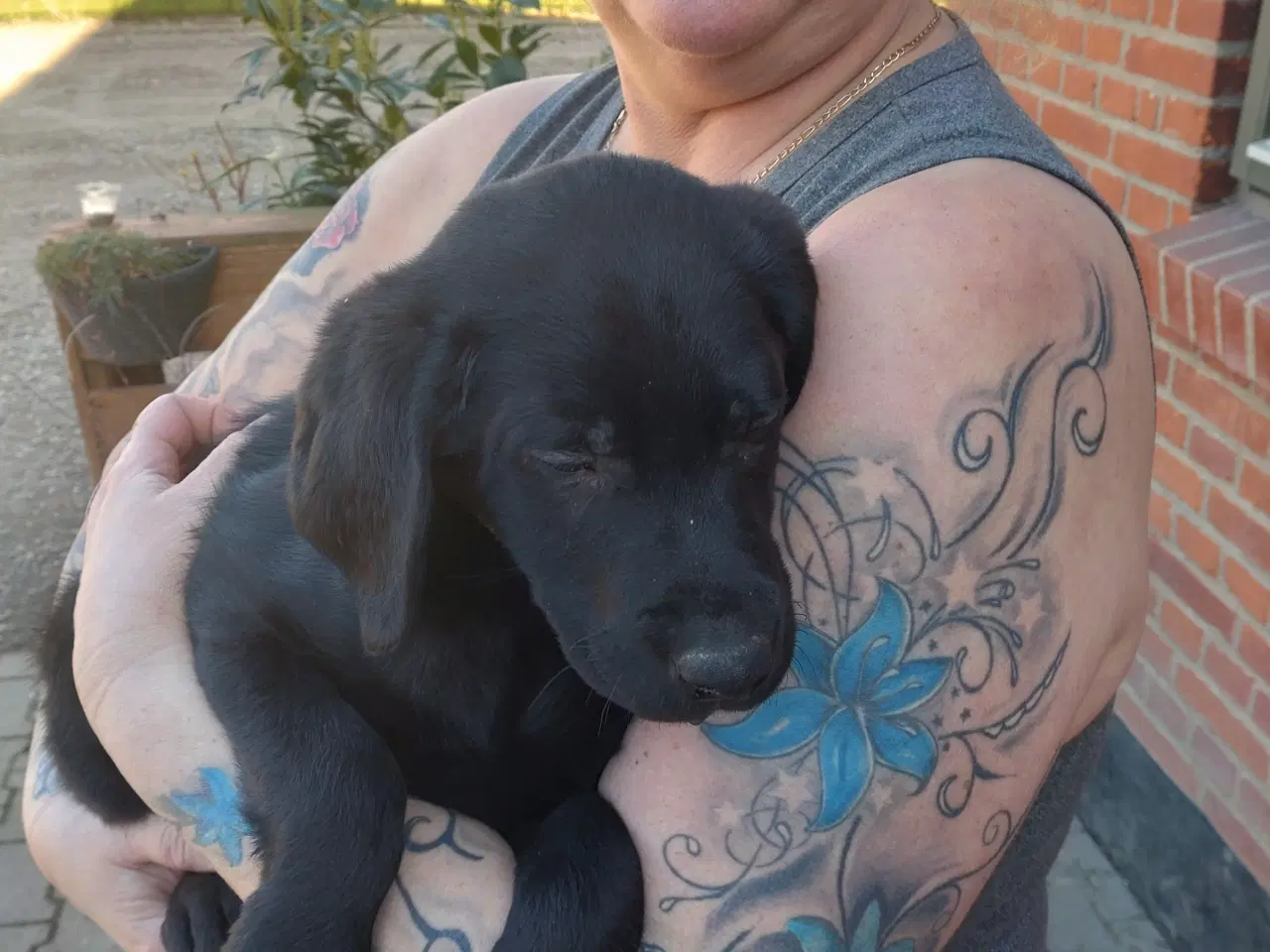 Billede 1 - Labrador hvalpe 