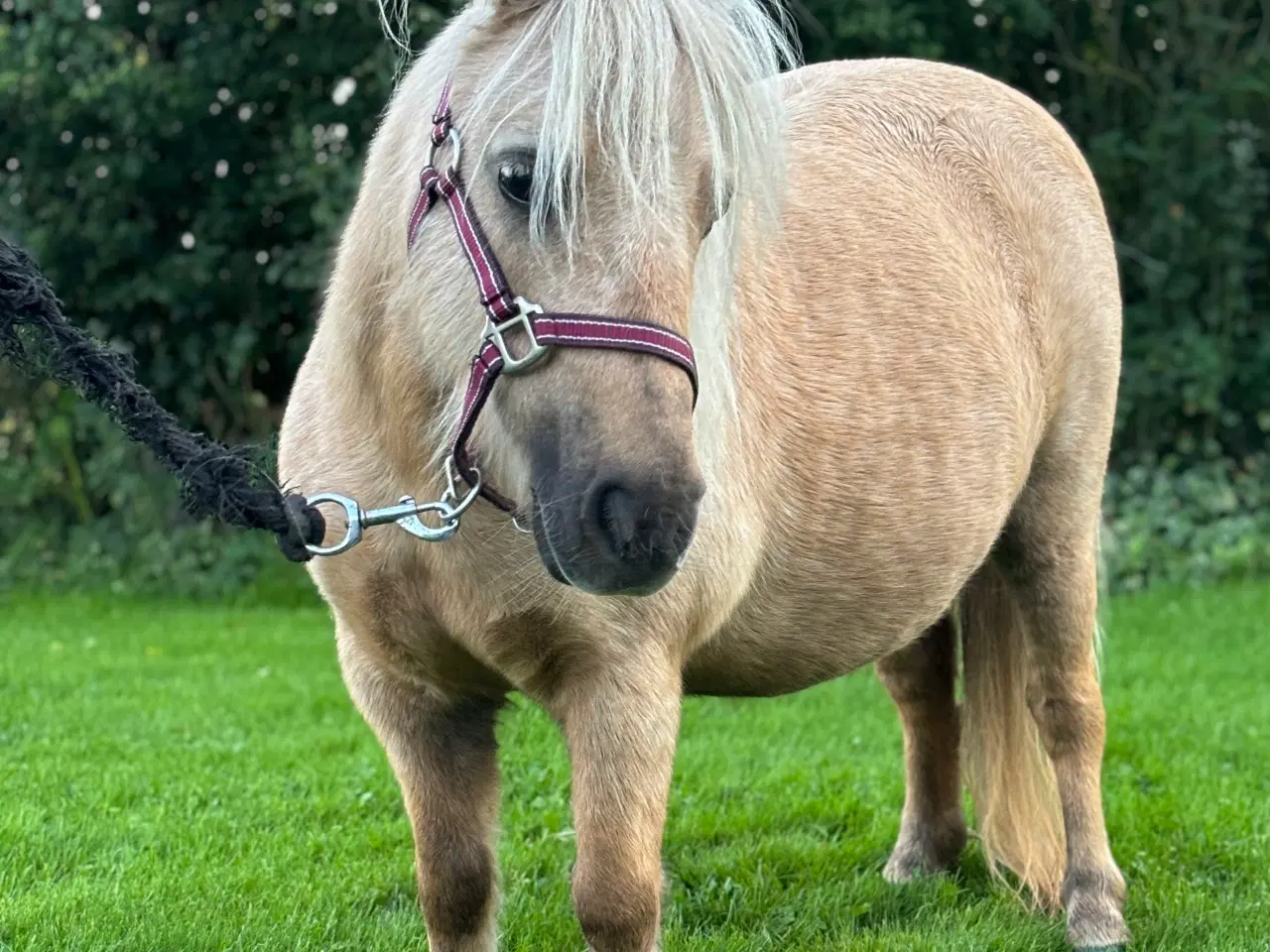 Billede 3 - Palomino shetlandsponyhoppe 