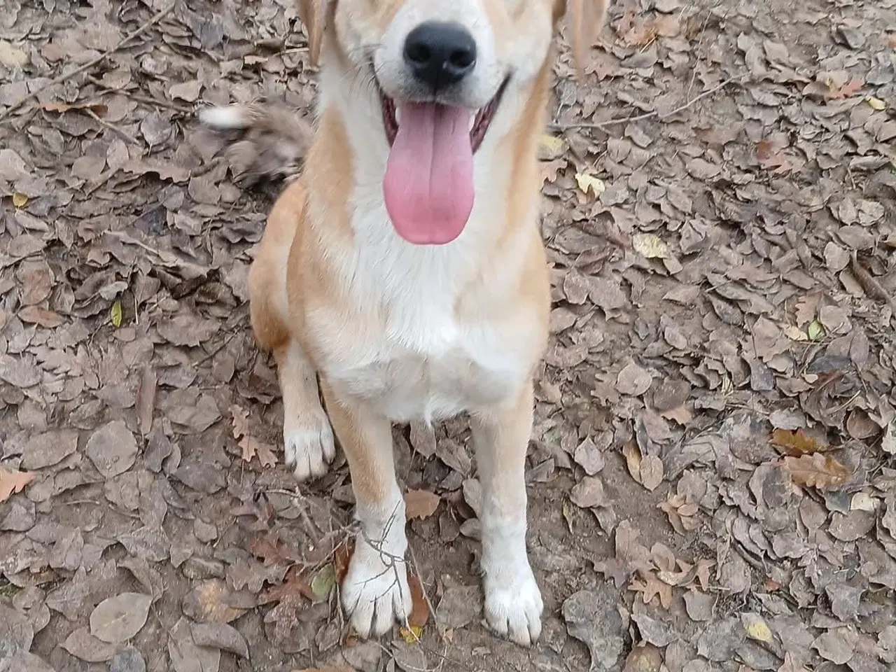 Billede 2 - Dino ønsker sig en familie i julegave