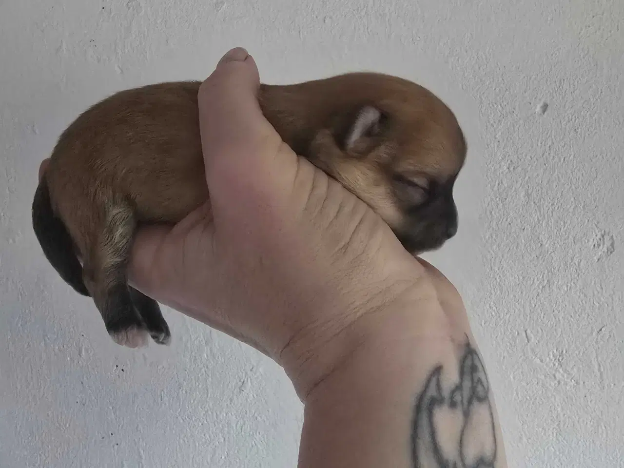 Billede 2 - 3 skønne piger