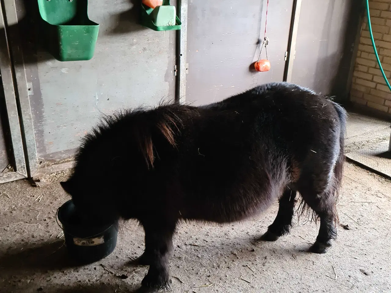 Billede 2 - Mini shetlænder