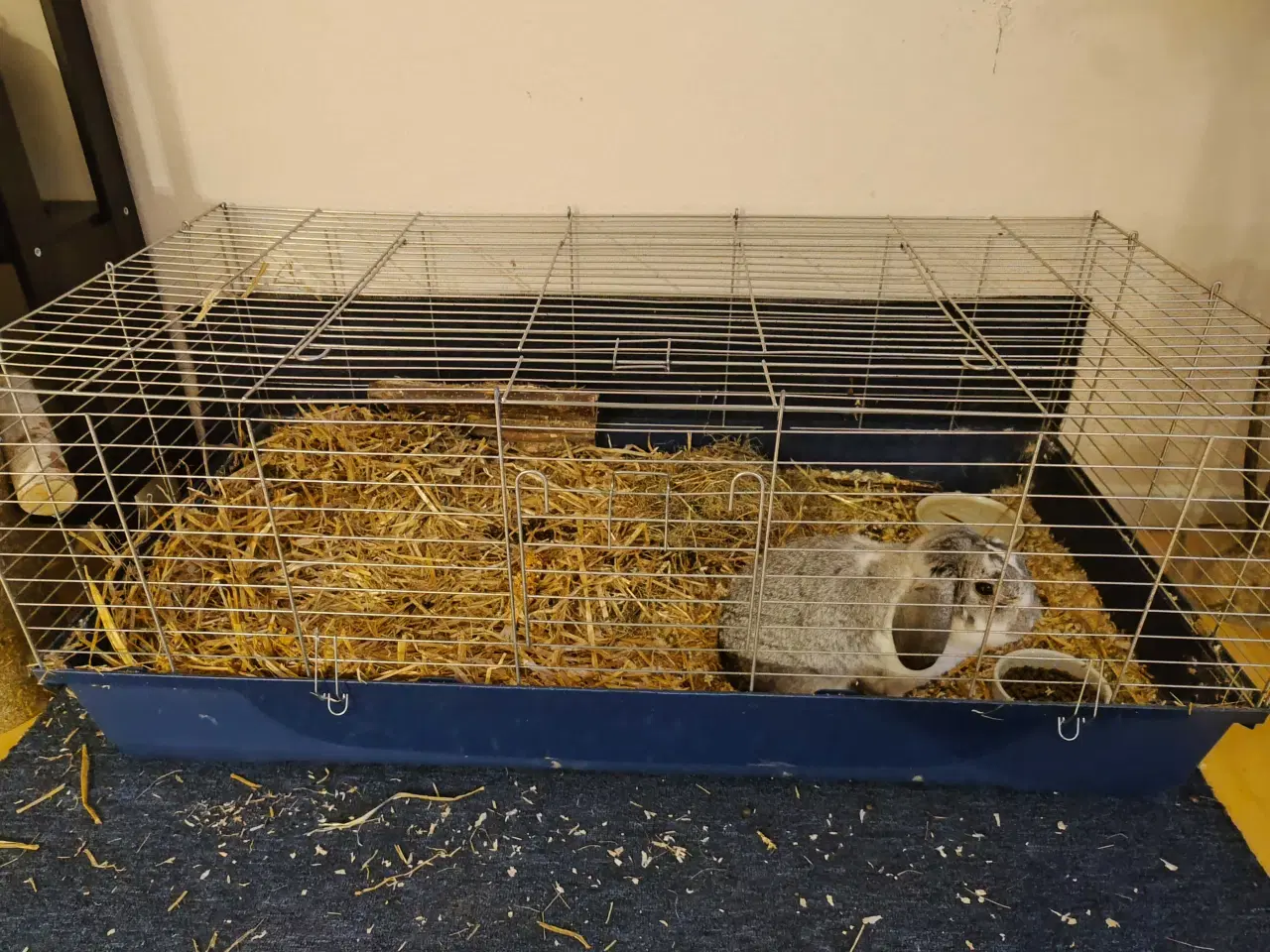 Billede 2 - Sød dværg vædder + tilbehør 