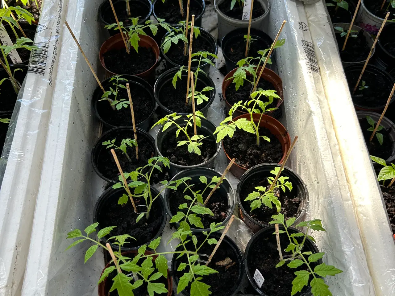 Billede 1 - Tomat og peberfrugt planter 