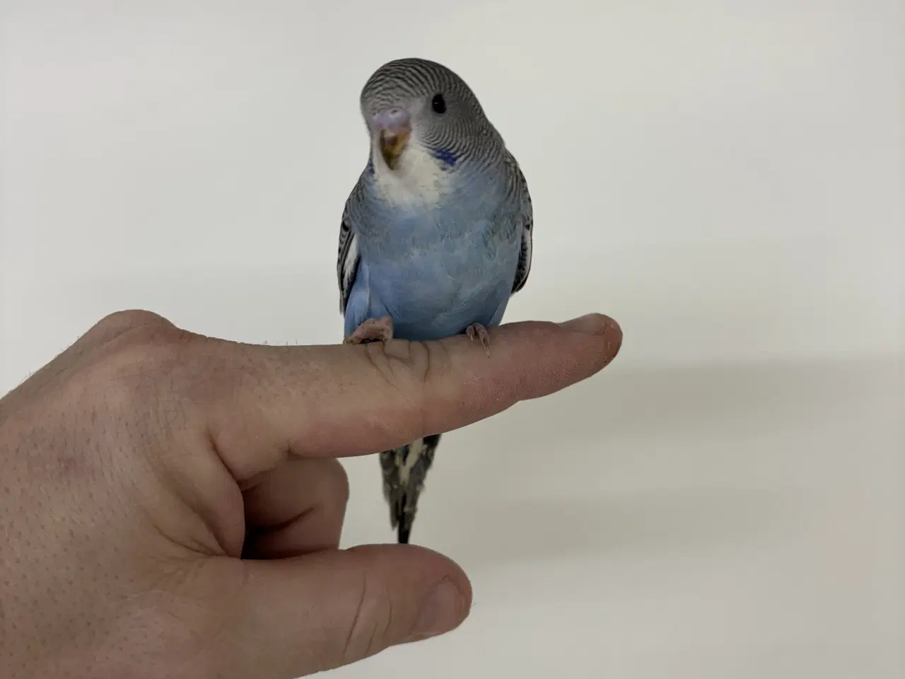 Billede 4 - Håndterede unger