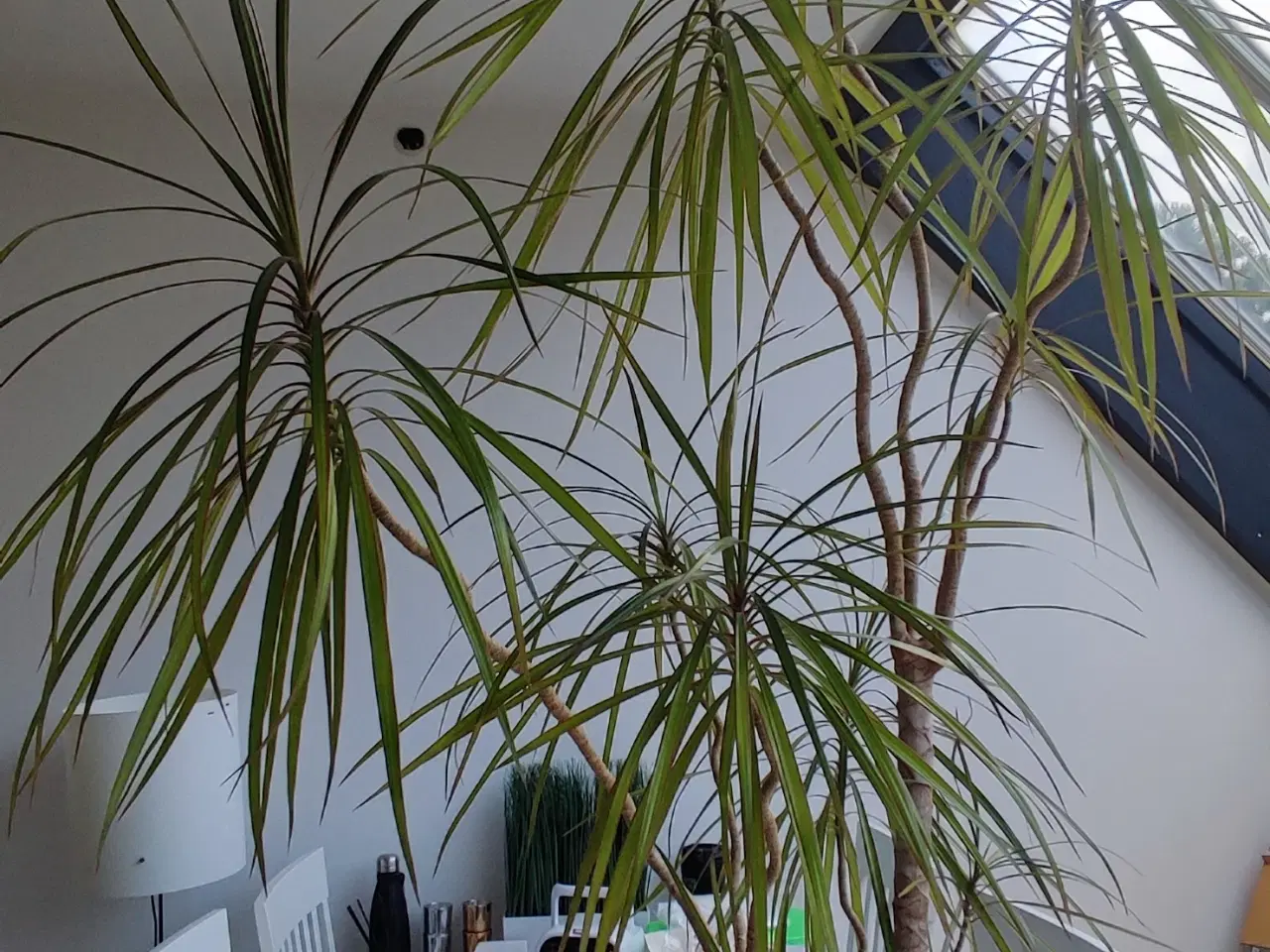 Billede 2 - Dracaena, Stueplante