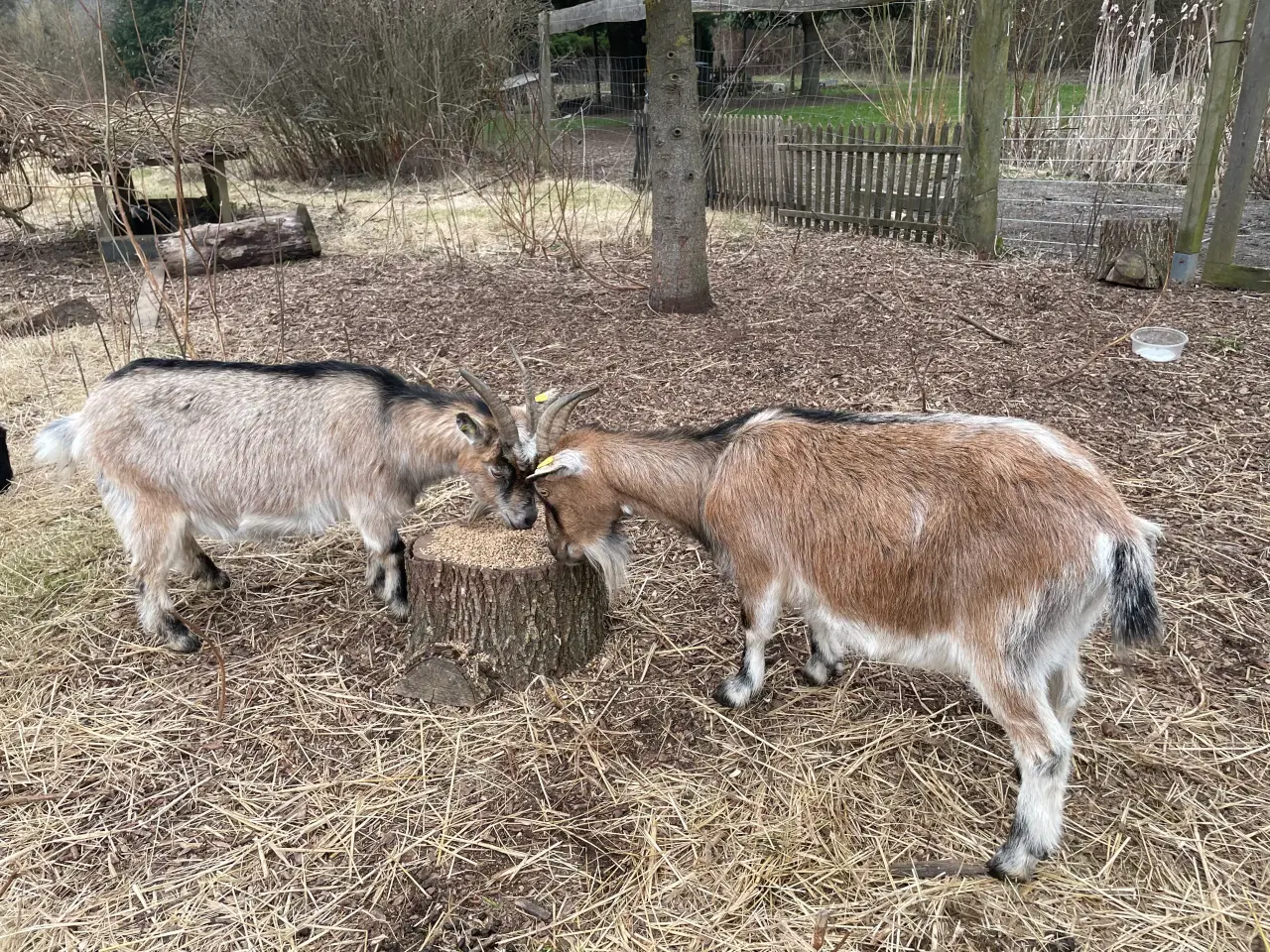 Billede 3 - Dværgged  m 2 kid