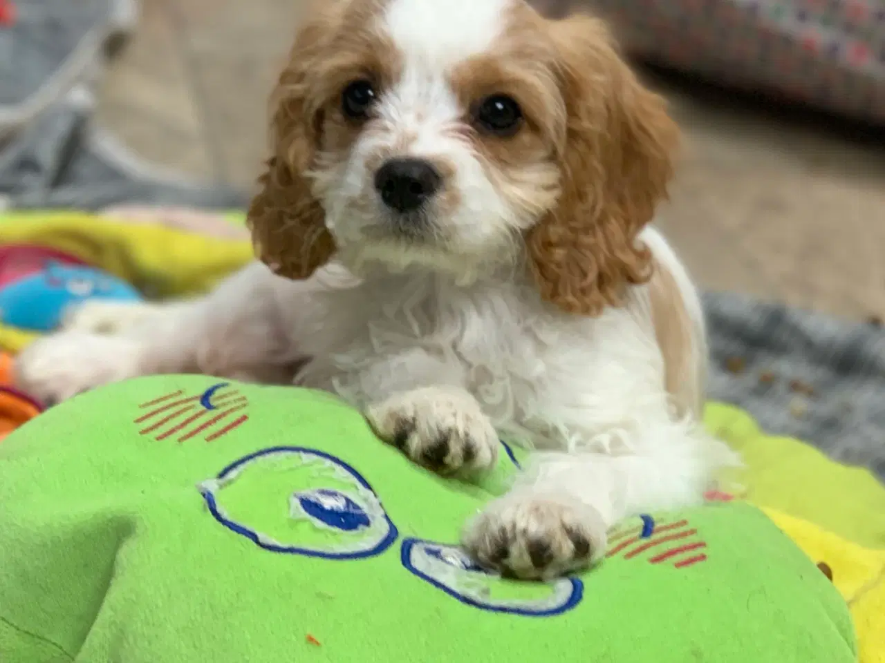 Billede 14 - Den yndigste cavapoo dreng er rejseklar 