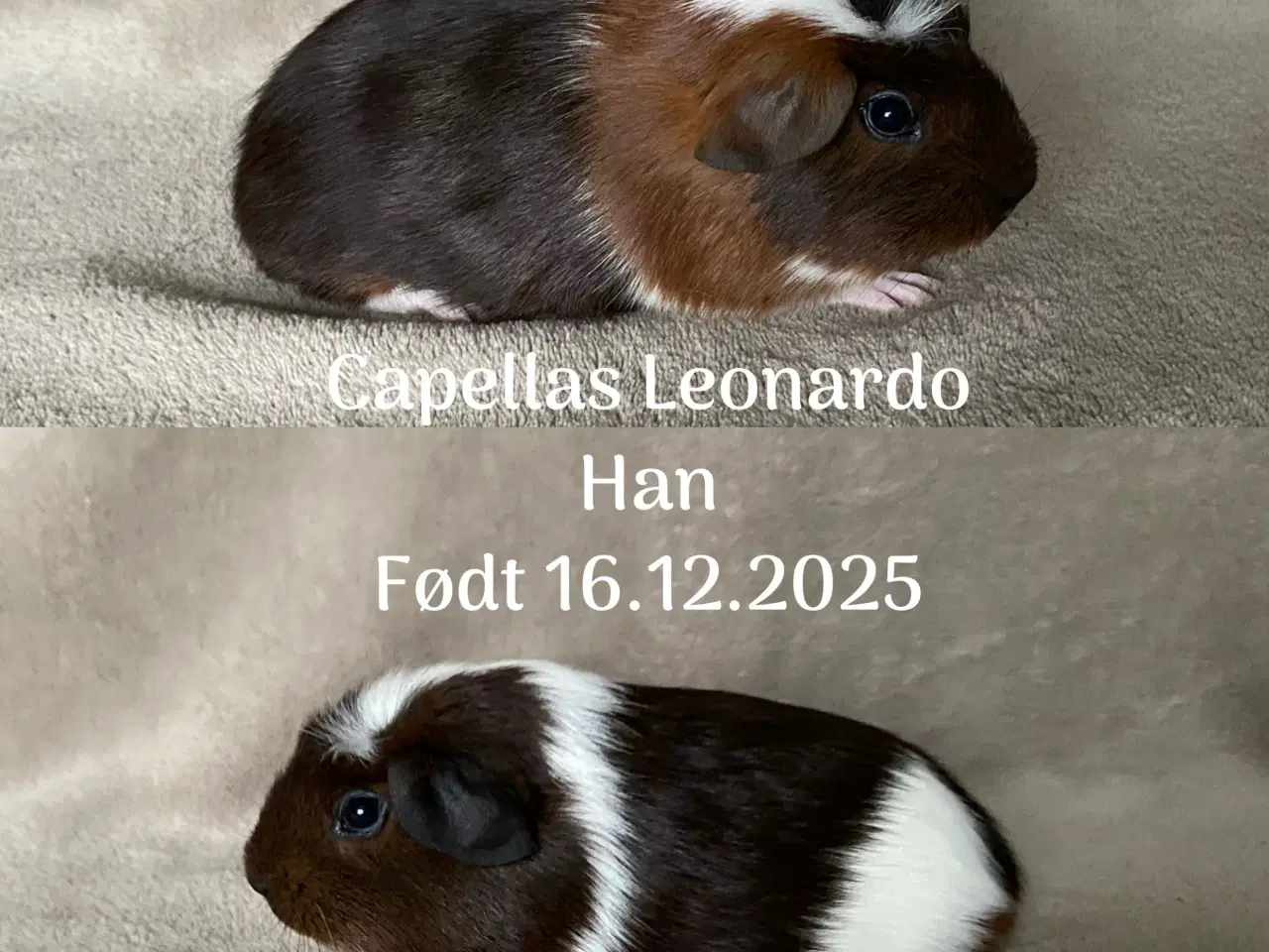 Billede 2 - 2 marsvin sælges 