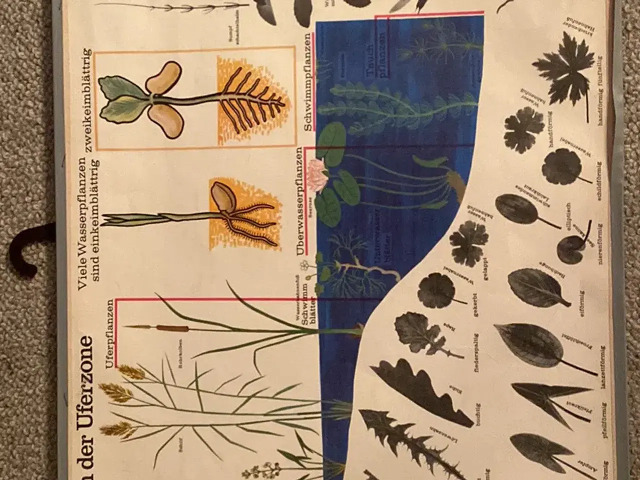 Billede 1 - plantetavler, dyretavler, biologi plakater