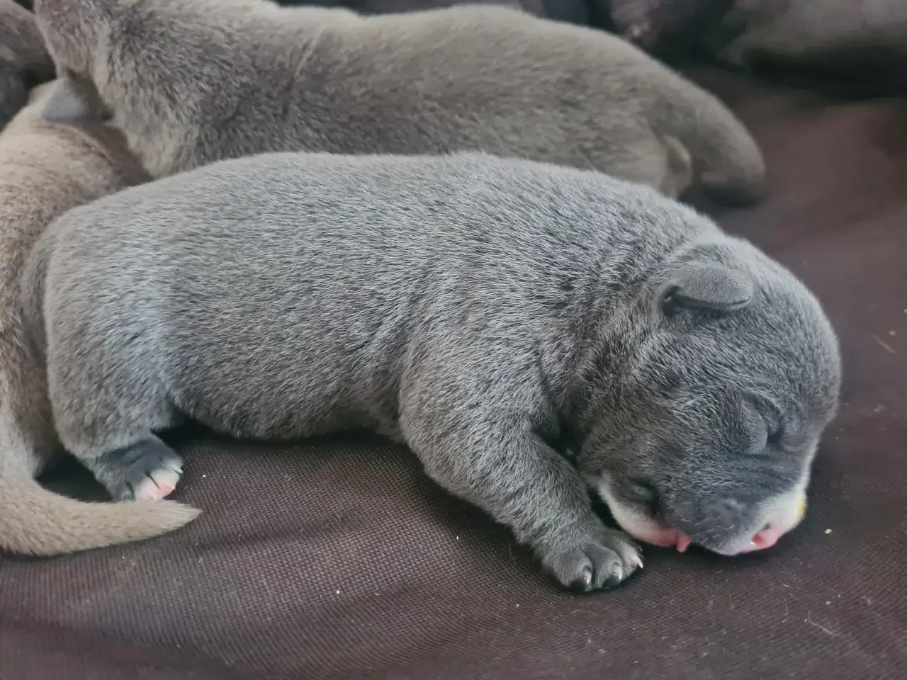 Billede 4 - Hvalpe American Bully Pocket 