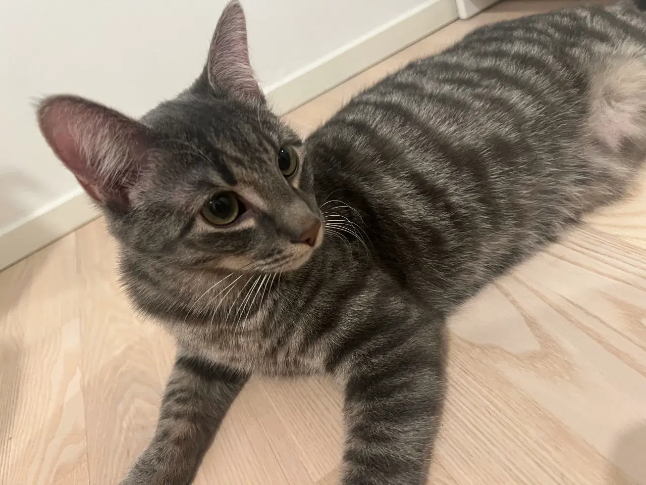 Billede 1 - Kastreret hankat på 8 måneder søger nyt hjem