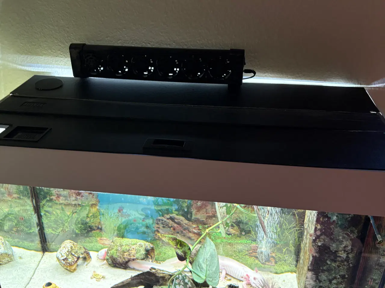 Billede 3 - Akvarie med eller uden axolotl