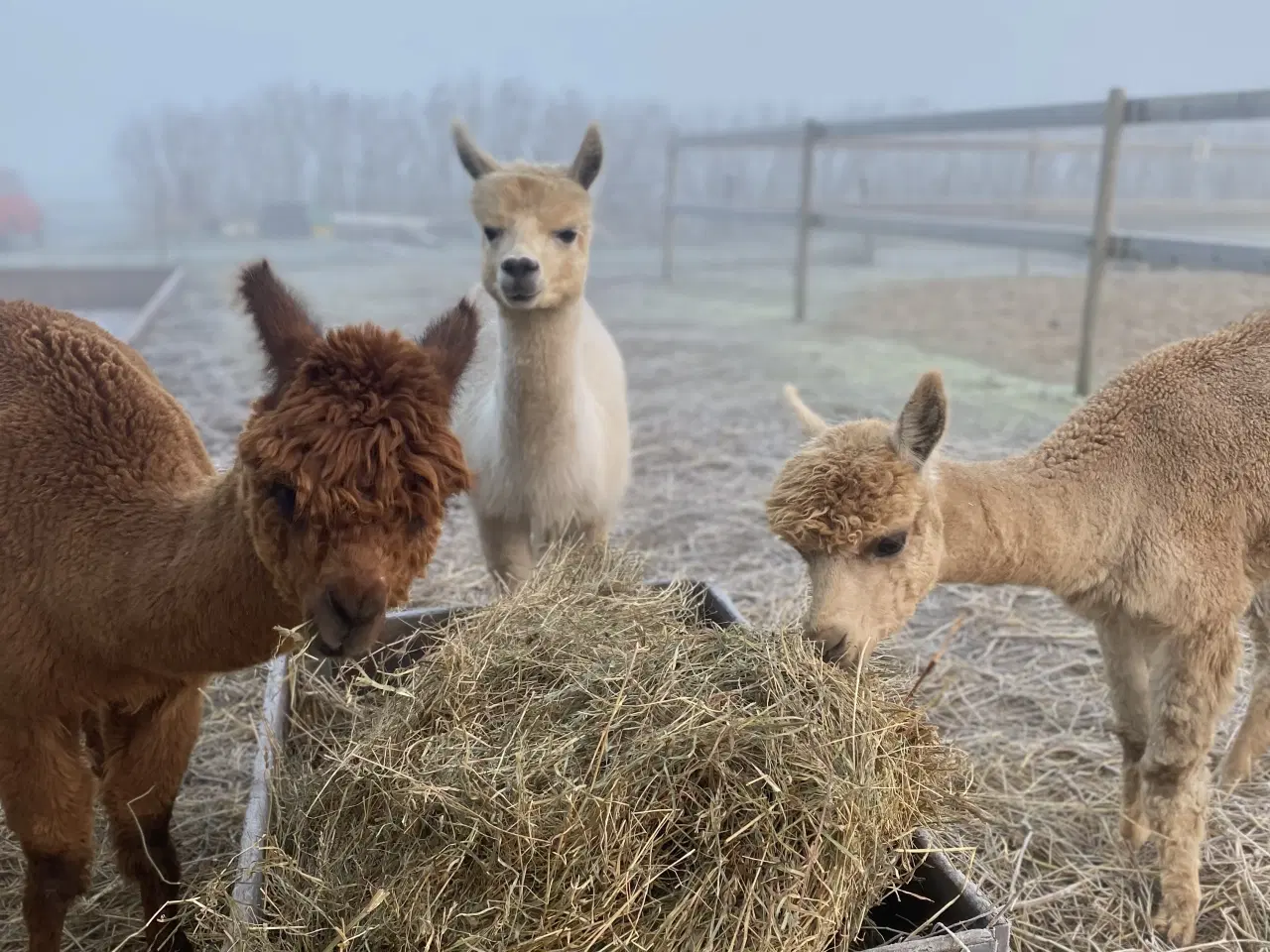 Billede 1 - 3 skønne alpacahopper