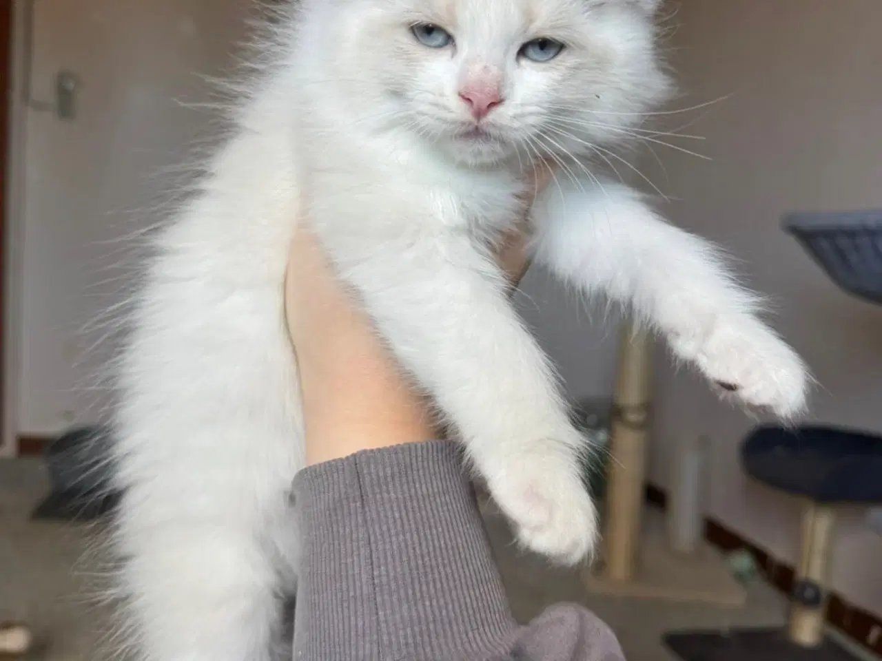 Billede 8 - Ragdoll hankillinger sælges 
