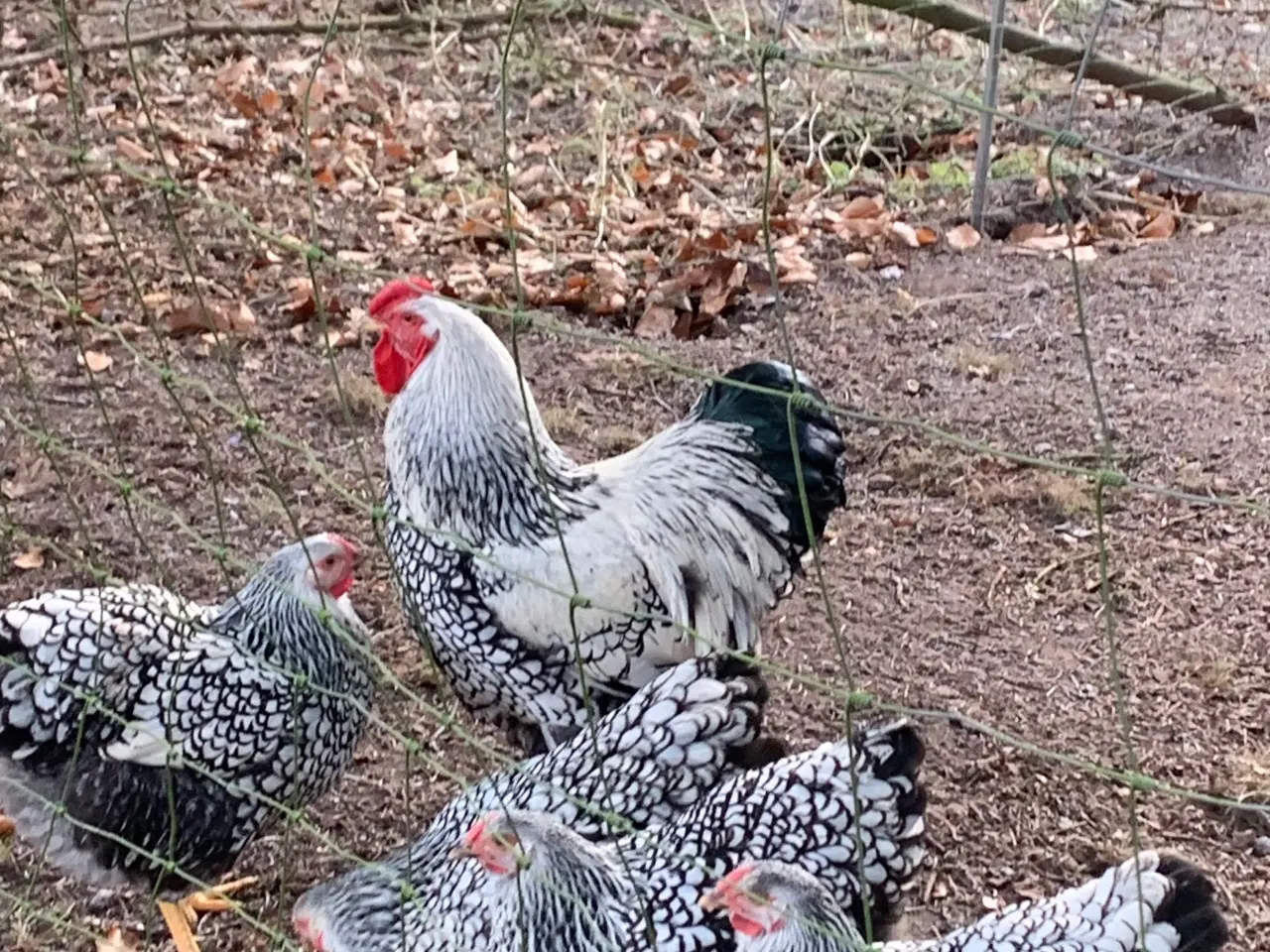 Billede 1 - Rugeæg af Sølvsortrandet Wyandotter