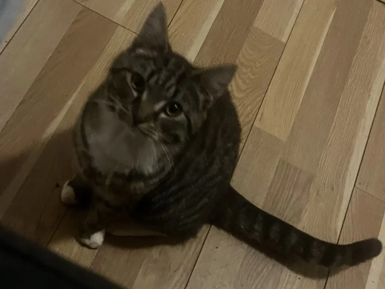Billede 3 - Smukke Indendørs killinger