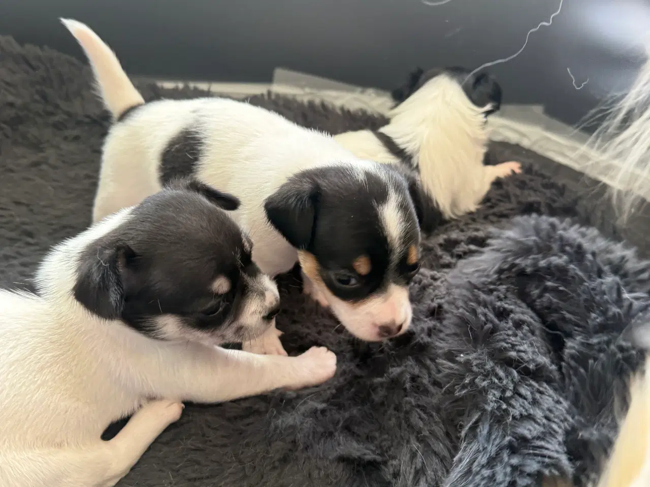 Billede 8 - Mini Pomaranin/papillon 