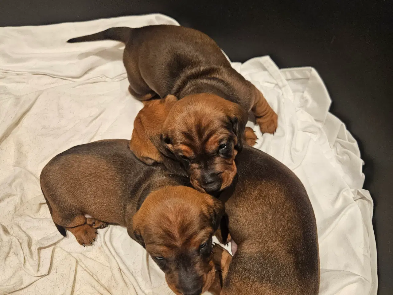 Billede 3 - Gravhundehvalpe 