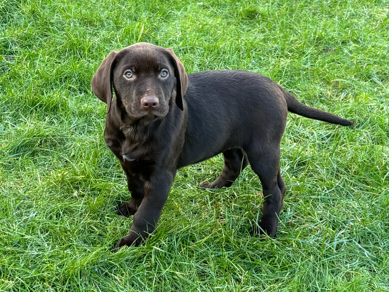 Billede 5 - Korthåret hønsehund/ Aussie 