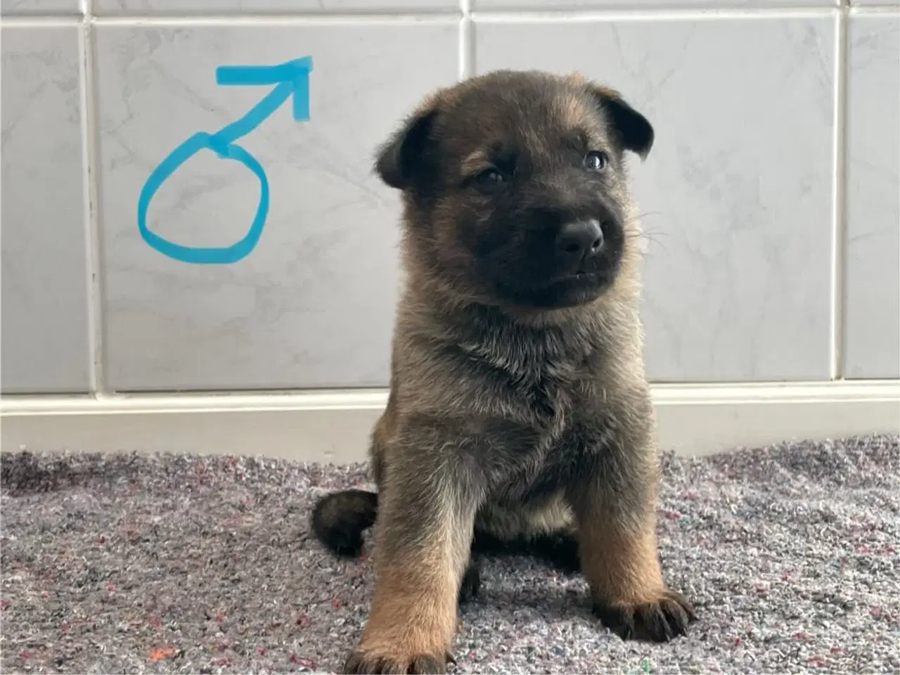 Billede 5 - Skønne schæferhundehvalpe