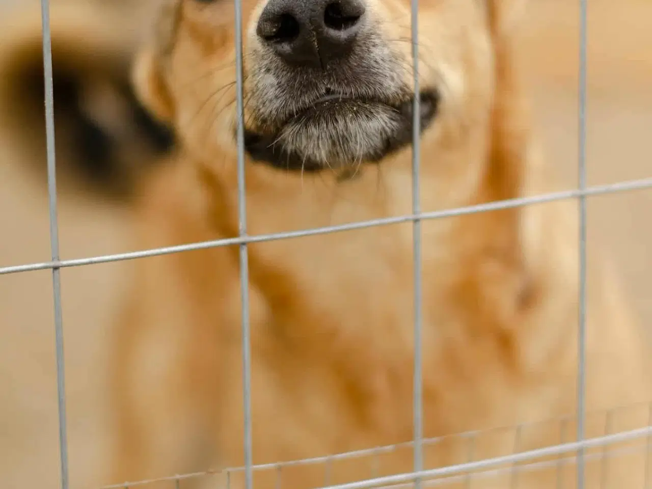 Billede 2 - Athena søger sin helt egen familie❤️