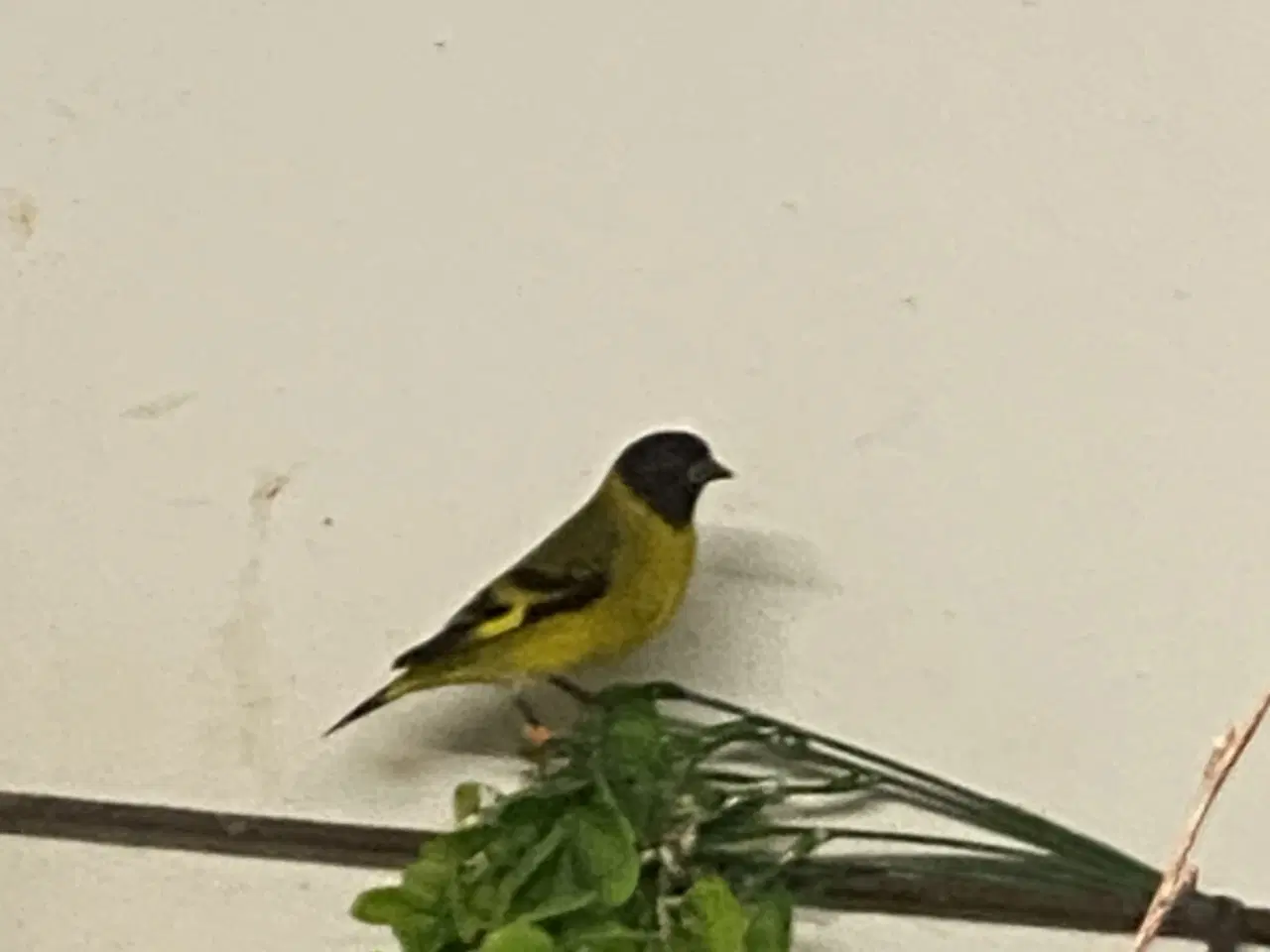 Billede 1 - Div finker