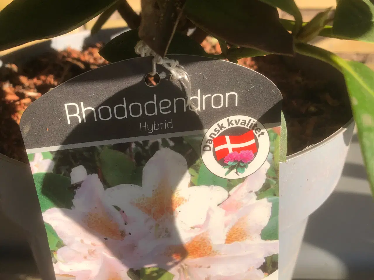 Billede 4 - Rhododendron. R. Cunninghams White
