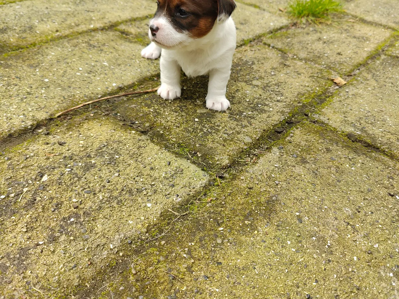 Billede 16 - Jack Russell Terrier hvalpe