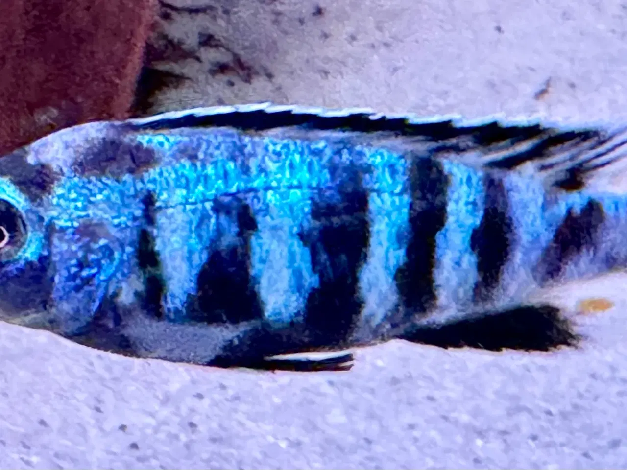 Billede 2 - Har en lille flok f2 super flotte salousi malawi 