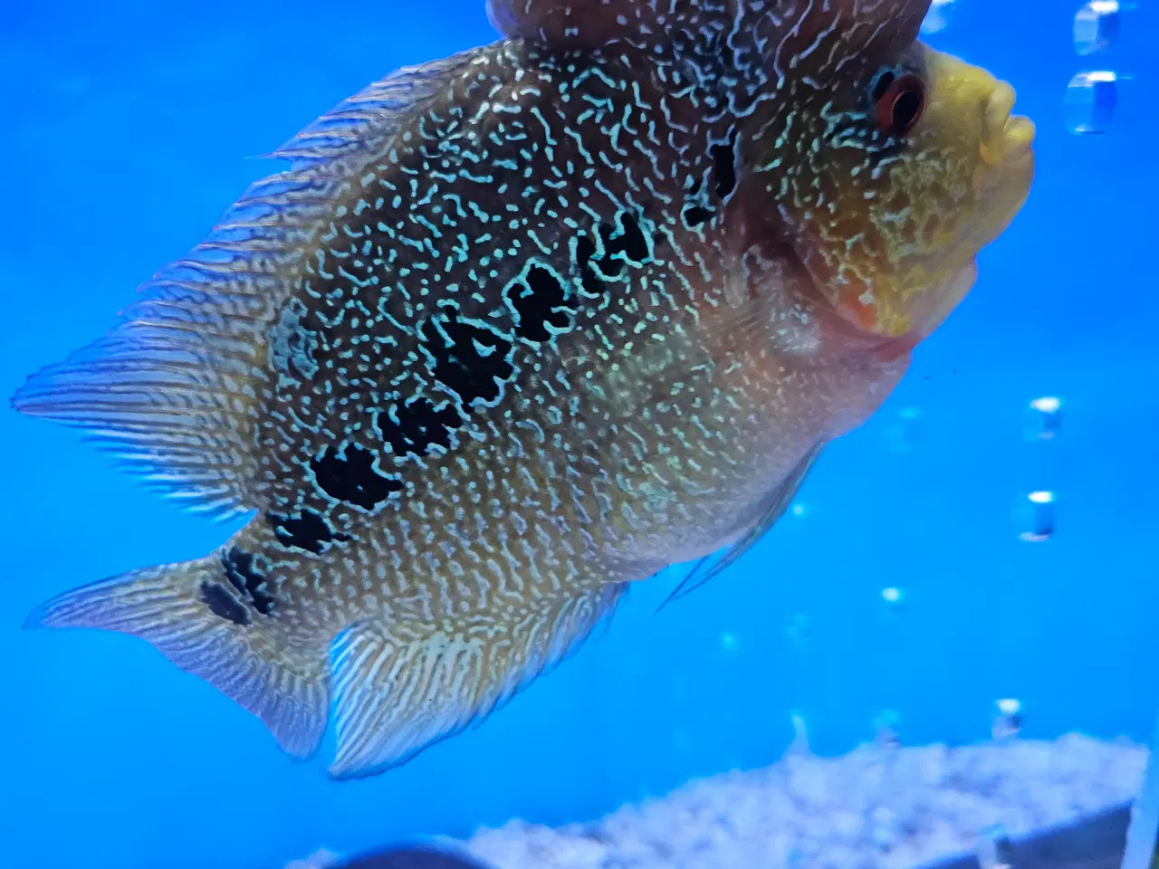 Billede 2 - Flowerhorn unger 