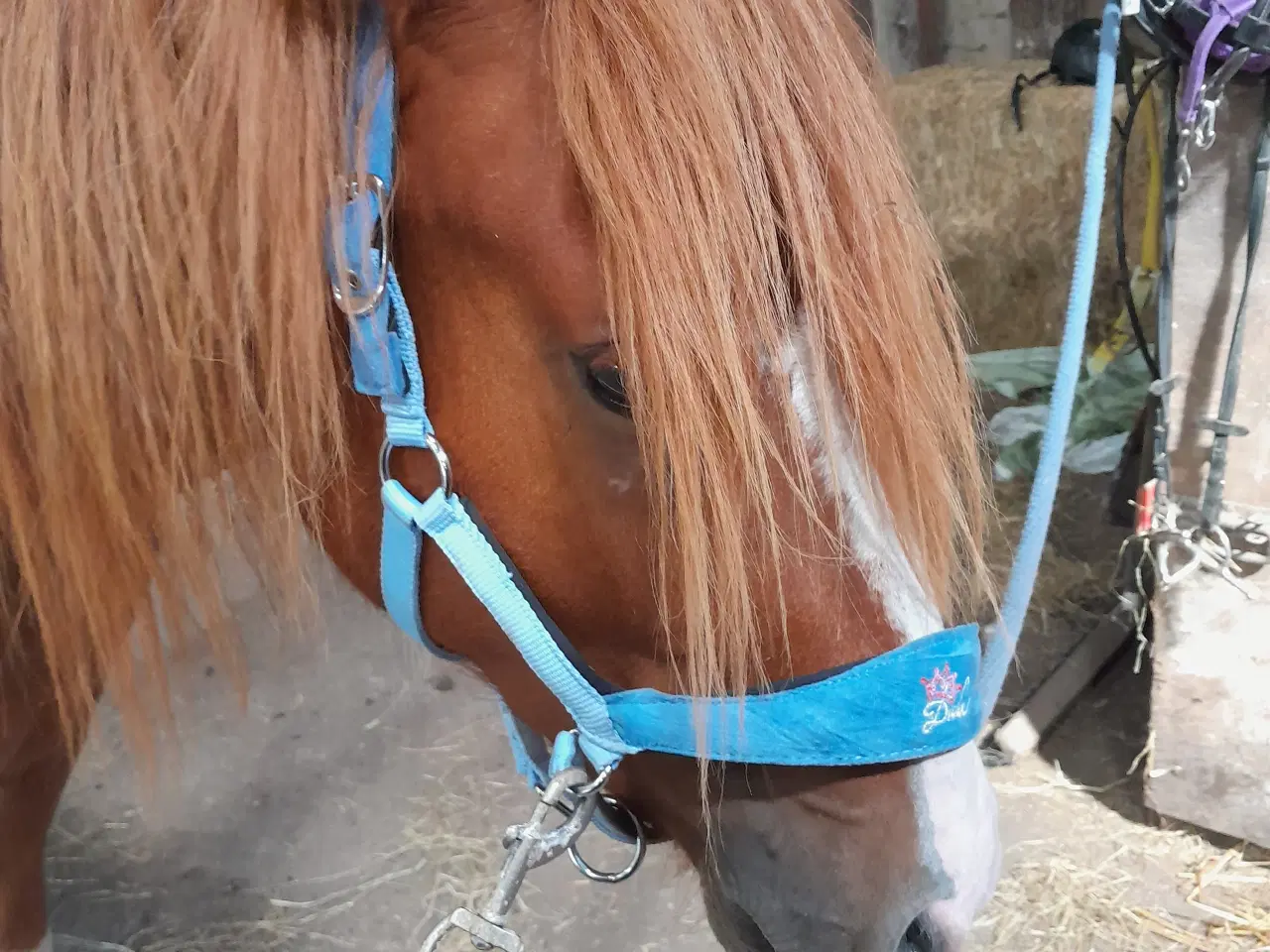 Billede 5 - Kat. 3 pony