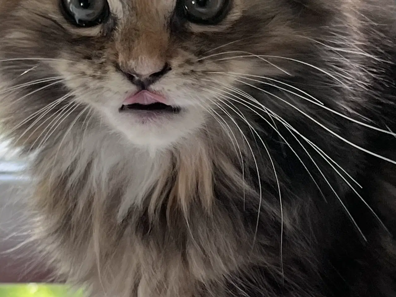 Billede 2 - Maine coon