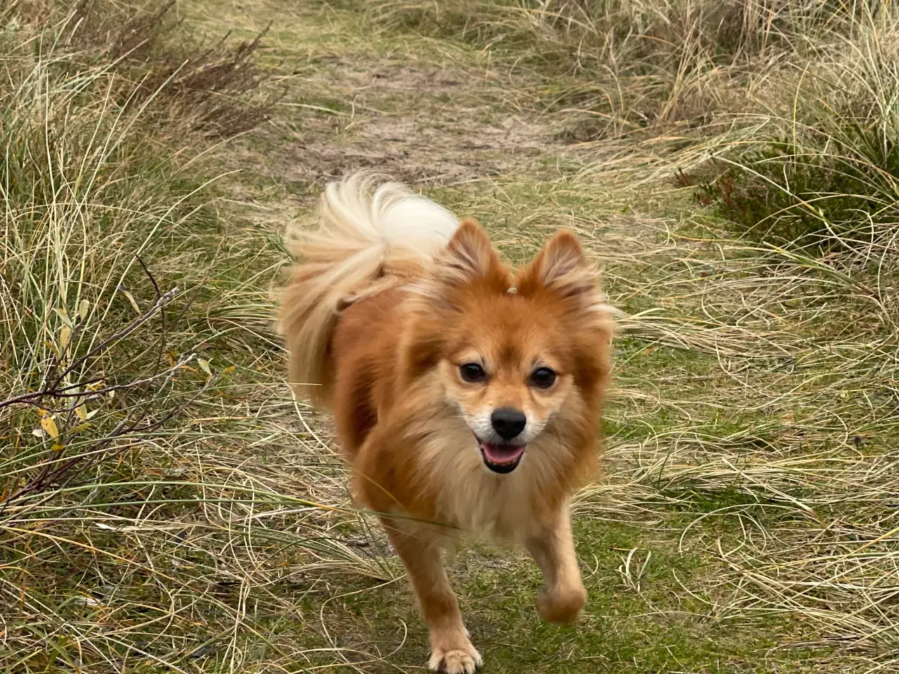 Billede 1 - Kærligste Milo 