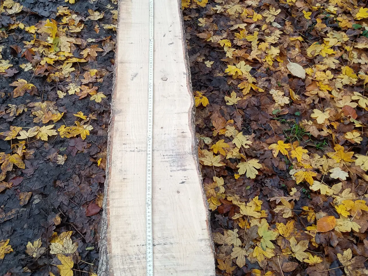 Billede 6 - Egetræs brædder