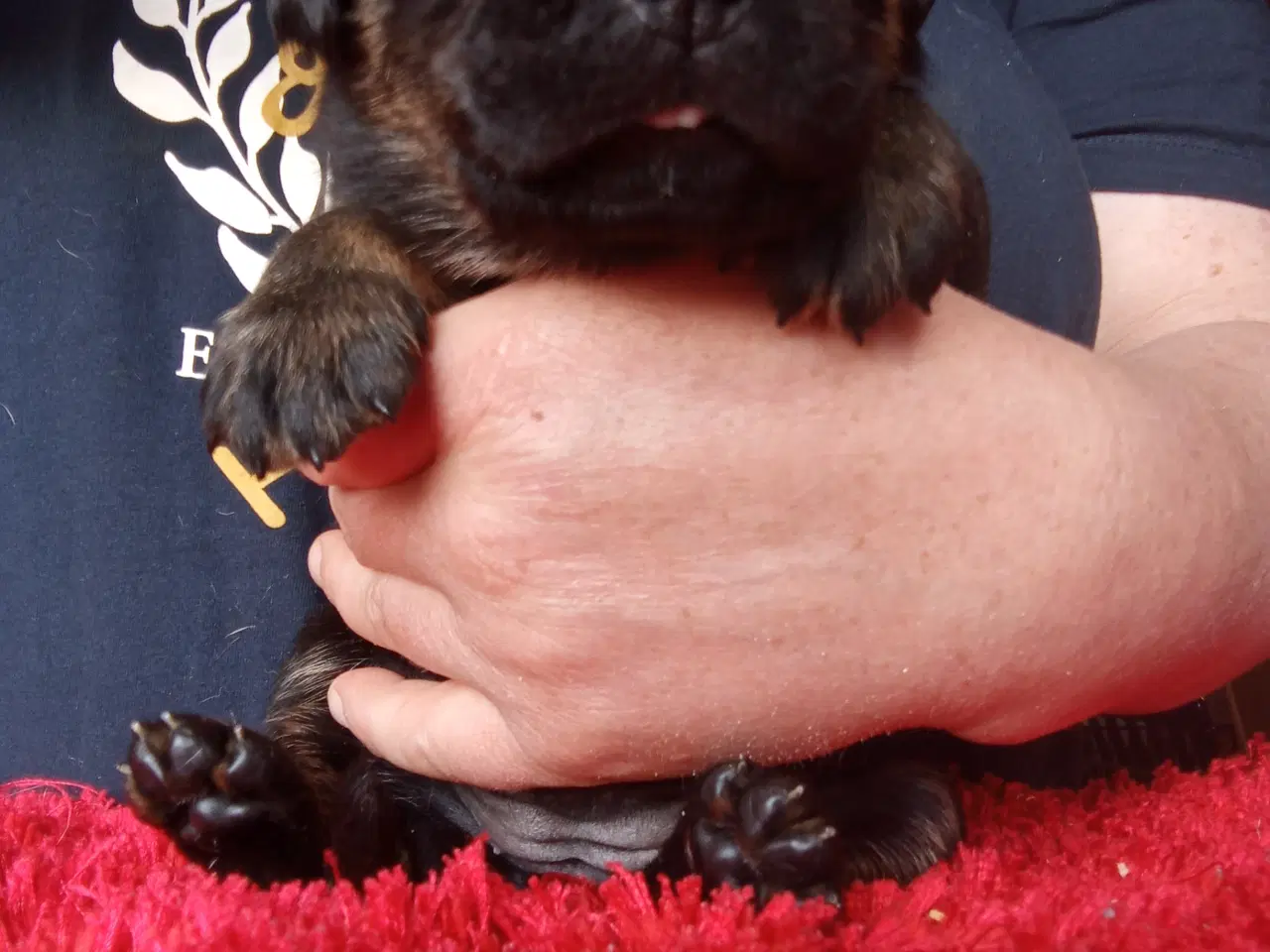 Billede 8 - Rottweiler x Cane Corso mix 