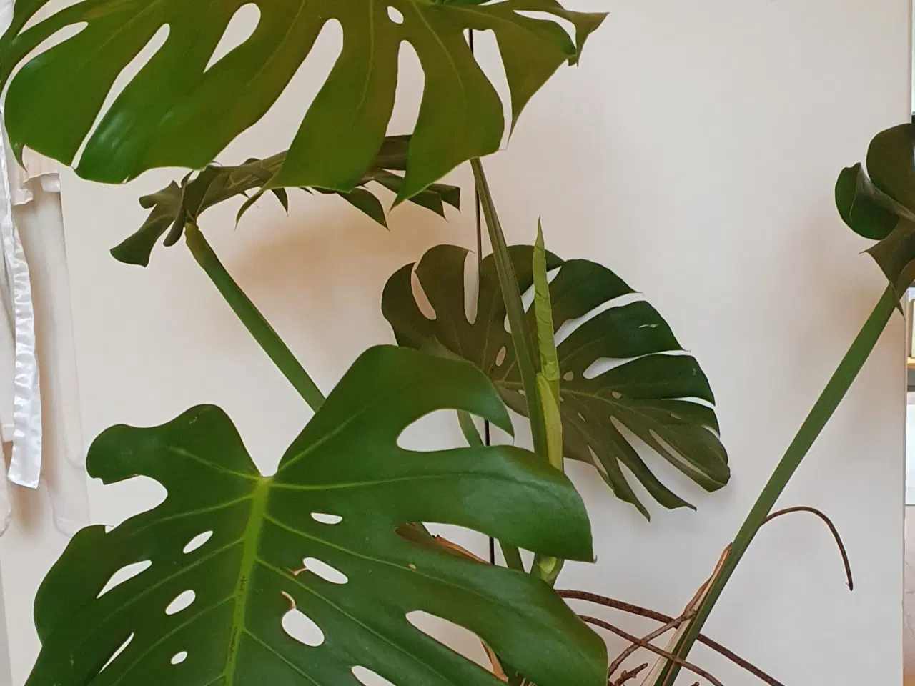 Billede 1 - Monstera, 60-80 cm.