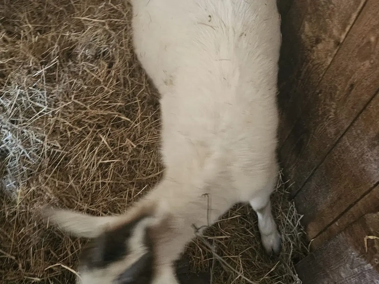 Billede 3 - Ged med kid 