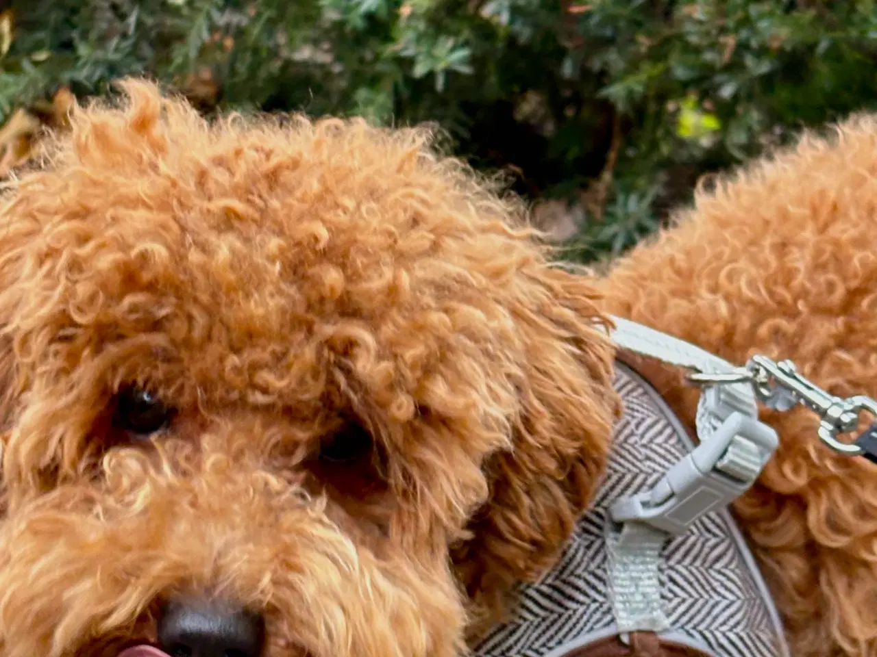 Billede 5 - Hanhund tilbydes til parring