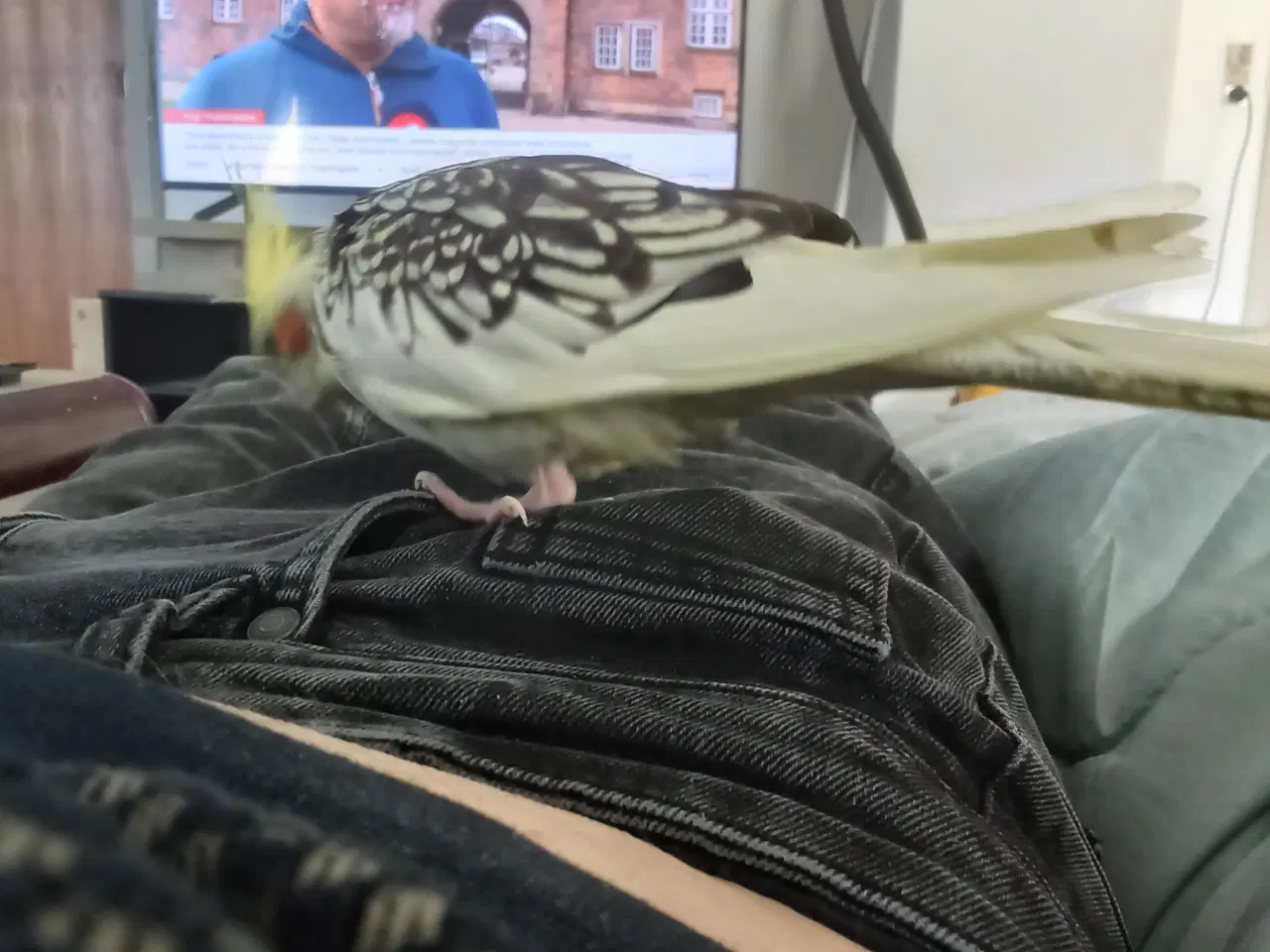 Billede 1 - Halv tam undulat blå og hel tam nymfe