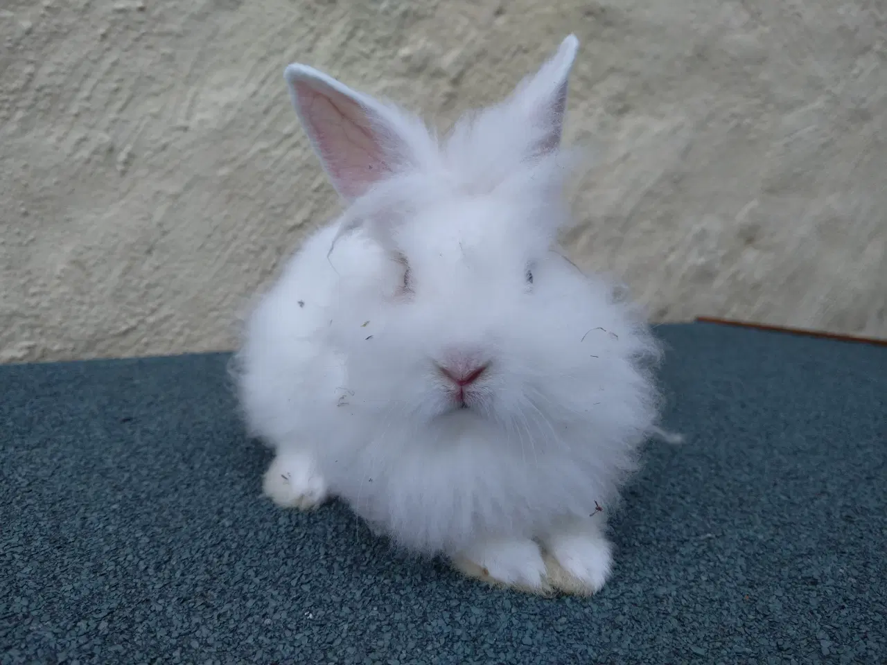 Billede 7 - Teddy Løvehoved unger