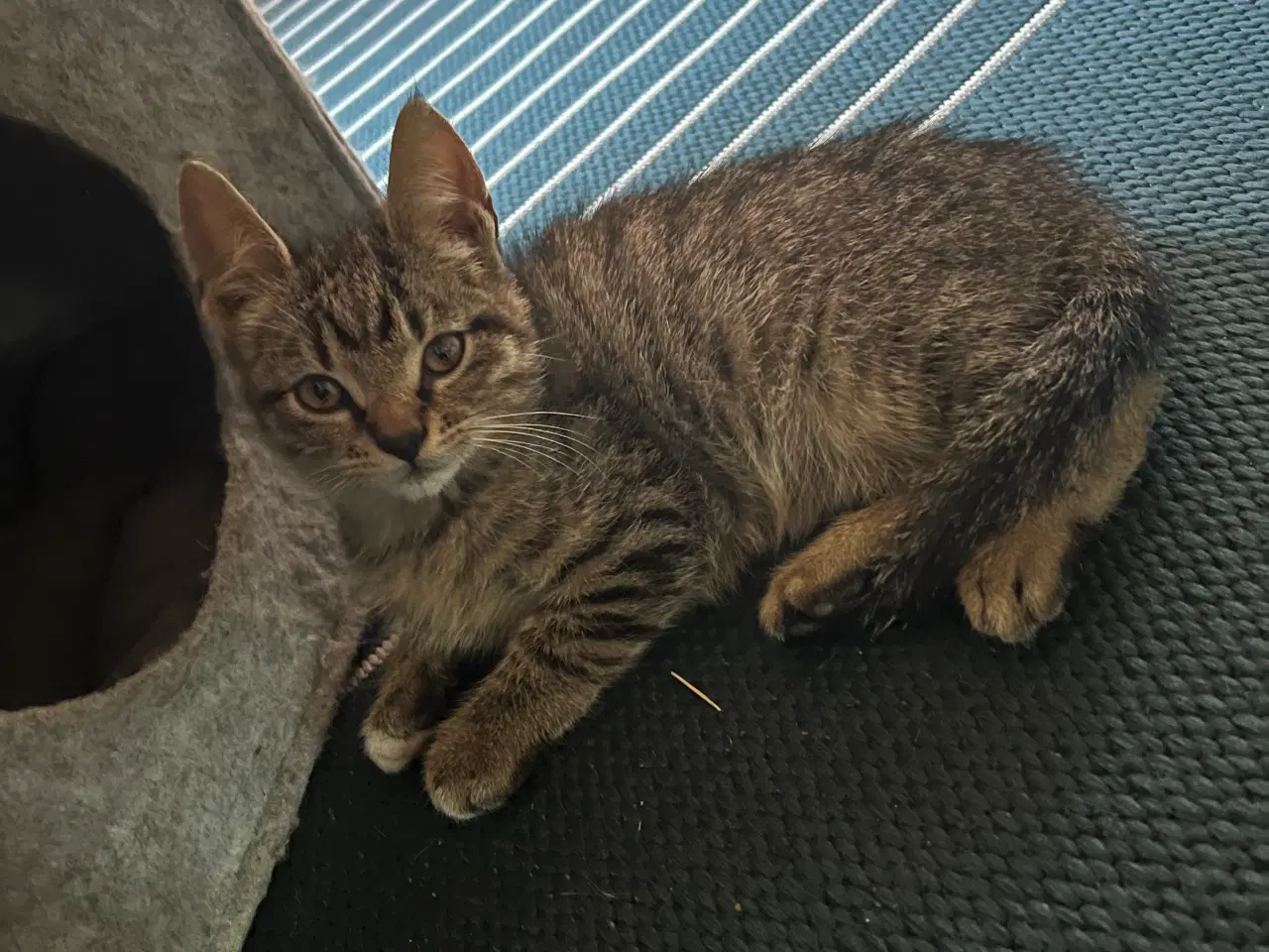 Billede 9 - To han killinger