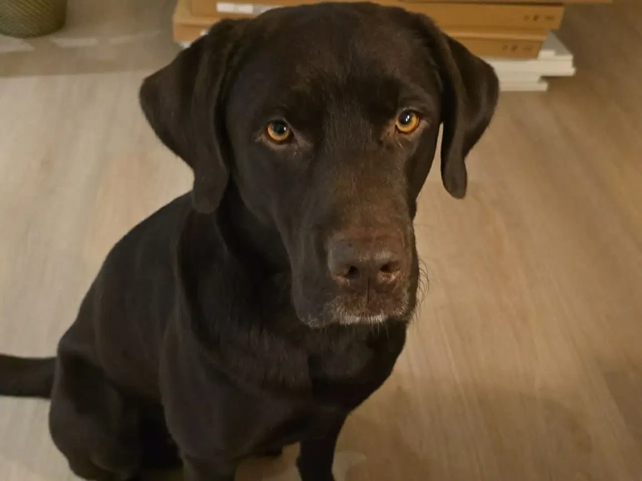 Billede 7 - Racerene sundhedskontrollerede lab hvalpe 