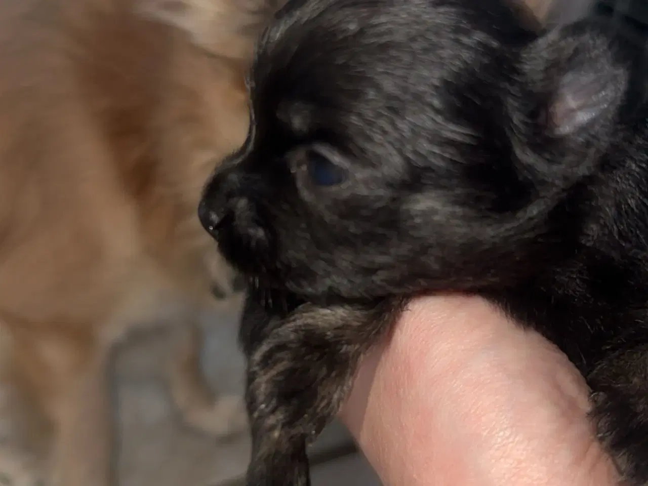 Billede 8 - Pomeranian / Chihuahua