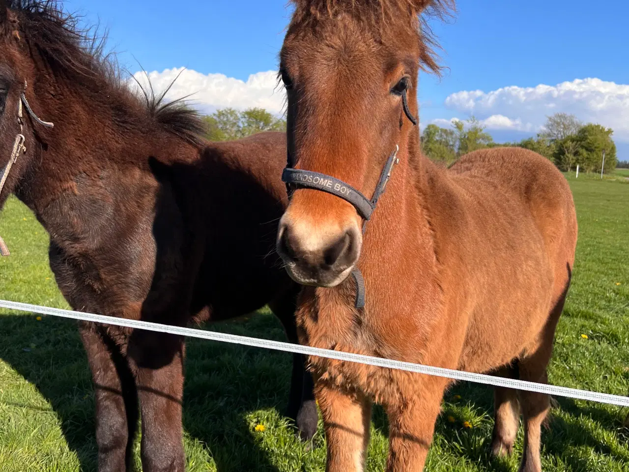Billede 2 - 1 års islænder hingst 