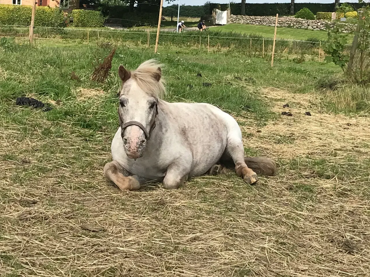 Billede 2 - Mini pony