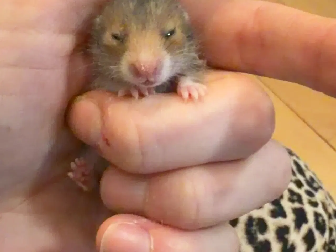 Billede 9 - Guldhamster unger