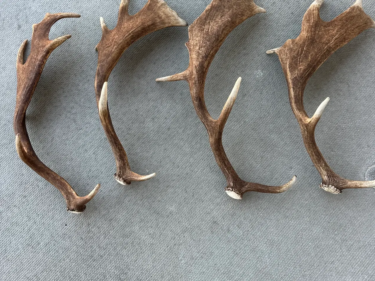 Billede 2 - Fine kastestænger fra dåhjorte sælges 