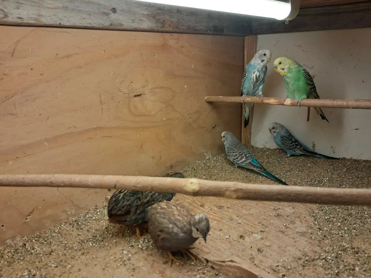 Billede 1 - Australske undulat 