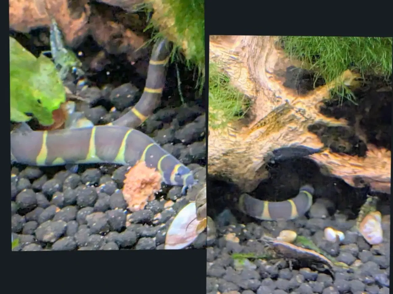 Billede 11 - Juwel akvarie 125L