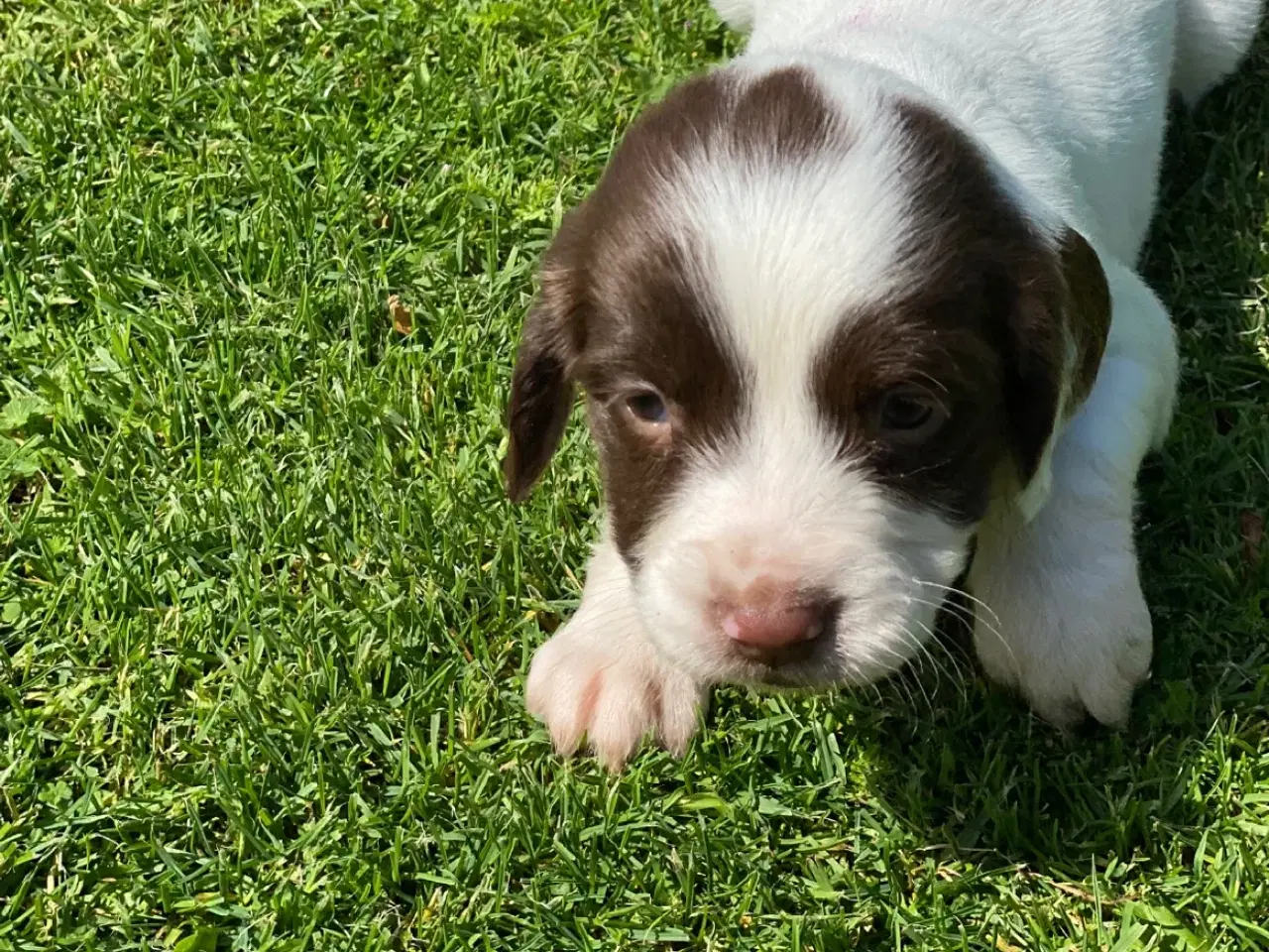 Billede 11 - FT Springer Spaniel hvalpe - klar til flyt 6 sep.